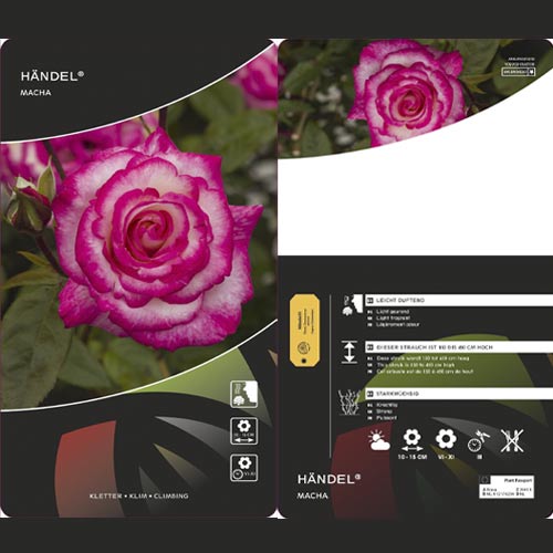 Rózsa futó Händel ®, С3 kép 3 termék 6179