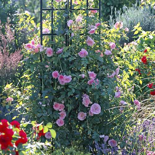 Rózsa futó Kir Royal kép 1 termék 6251