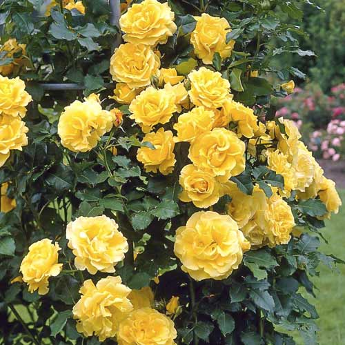 Rózsa futó Lucia kép 1 termék 6252