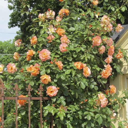 Rózsa futó Orange Climbing kép 1 termék 6253