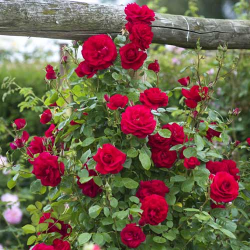 Rózsa futó Red Rodin kép 1 termék 6255