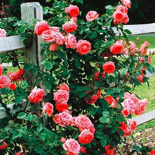 Rózsa futó Salmon kép 1 termék 5891