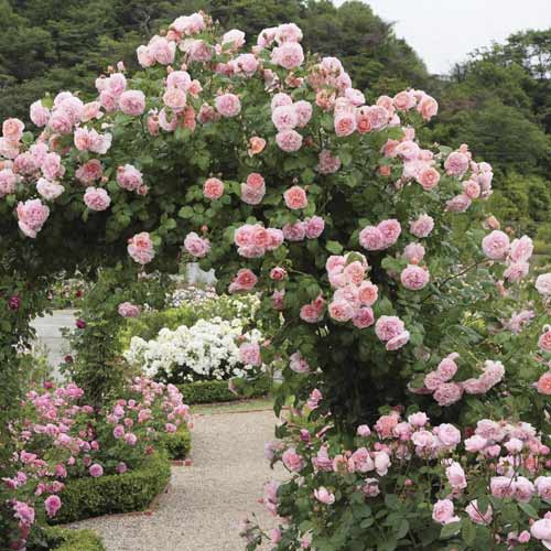 Rózsa futó Valeria kép 1 termék 6258