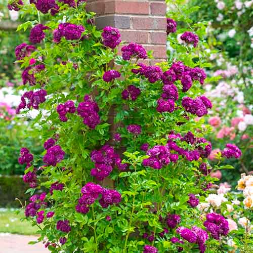 Rózsa futó Violet kép 1 termék 5894