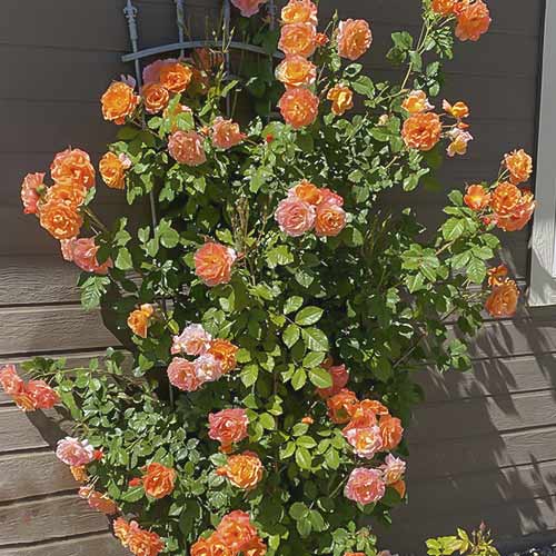 Rózsa futó Westerland kép 1 termék 6259