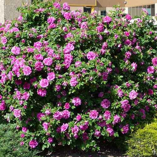 Rózsa japán Dart's defender kép 1 termék 4801