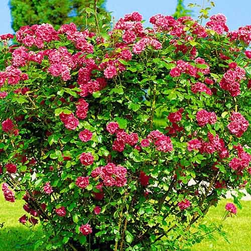 Rózsa japán termék fotó 1 Rózsa japán kép 1 termék 4800