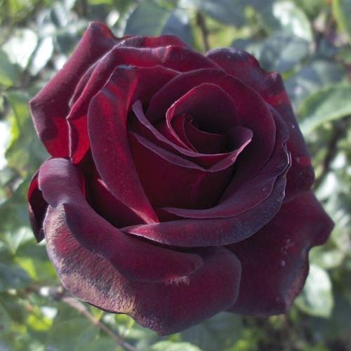 Rózsa teahibrid Black Madonna termék fotó 1 Rózsa teahibrid Black Madonna kép 1 termék 6222