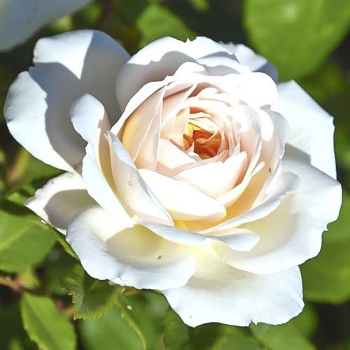 Rózsa teahibrid Brilliance kép 1 termék 6223