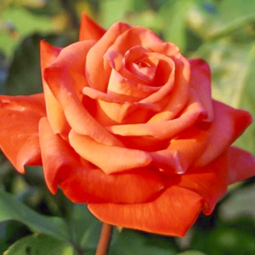 Rózsa teahibrid Christoph Columbus kép 1 termék 6224