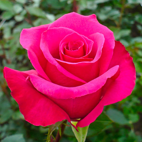 Rózsa teahibrid Dark Pink kép 1 termék 5887