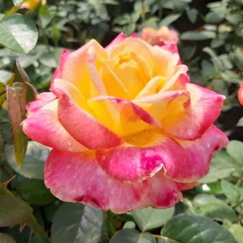 Rózsa teahibrid Desse, root ball kép 1 termék 6225