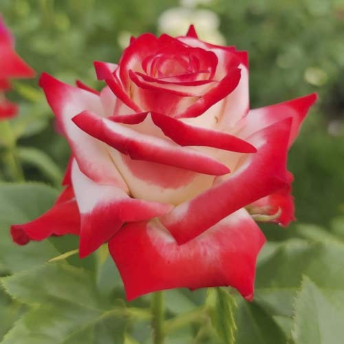 Rózsa teahibrid Empress Farah kép 1 termék 6226