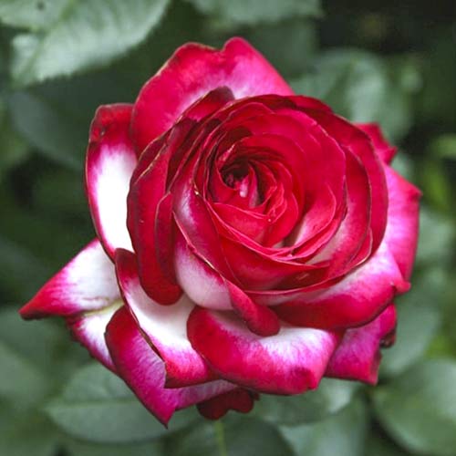 Rózsa teahibrid Fair Lady kép 1 termék 6227