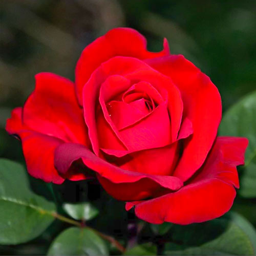 Rózsa teahibrid Fulgurante, root ball kép 1 termék 6133