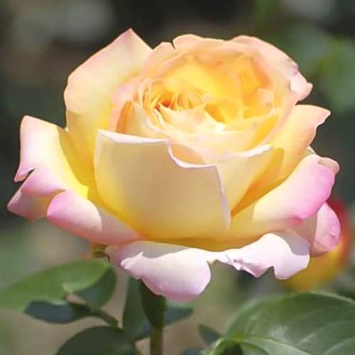 Rózsa teahibrid Gloria Dei kép 1 termék 6228