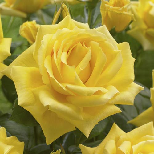 Rózsa teahibrid Golden Parfum de Provence kép 1 termék 6229