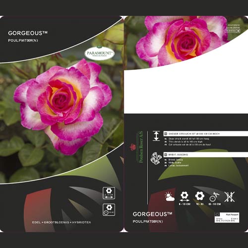 Rózsa teahibrid Gorgeous Paramount®, С5 termék fotó 1 Rózsa teahibrid Gorgeous Paramount®, С5 kép 1 termék 6186