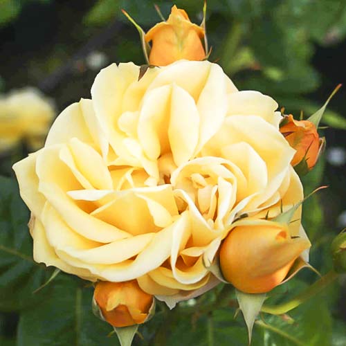 Rózsa teahibrid Gracious Queen kép 1 termék 6230