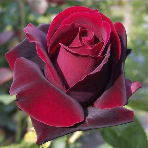 Rózsa teahibrid Grand Gala kép 1 termék 6231