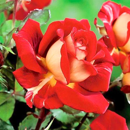 Rózsa teahibrid Kronenburg, root ball kép 1 termék 6233