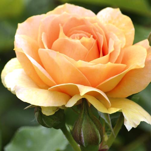 Rózsa teahibrid Magic Lantern kép 1 termék 6235