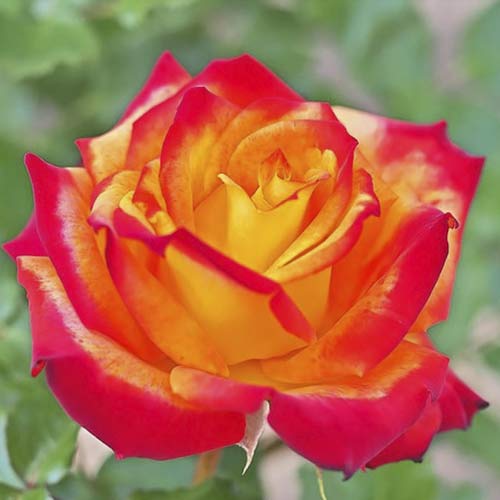 Rózsa teahibrid Meilambra kép 1 termék 6236