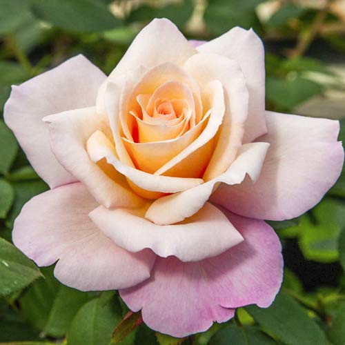 Rózsa teahibrid Meilampario kép 1 termék 6237