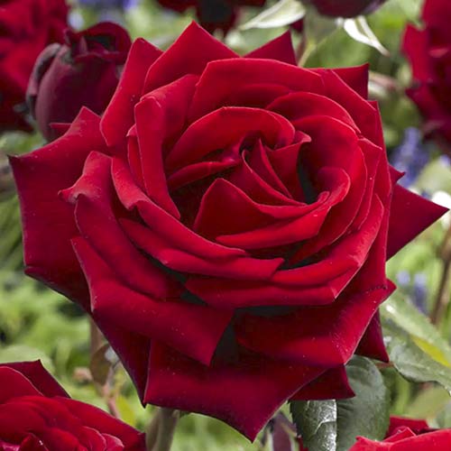 Rózsa teahibrid Mister Lincoln termék fotó 1 Rózsa teahibrid Mister Lincoln kép 1 termék 6238