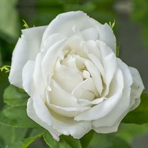 Rózsa teahibrid Mount Shasta, root ball kép 1 termék 6132