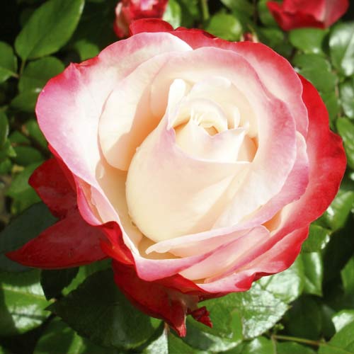 Rózsa teahibrid Nostalgia kép 1 termék 6239