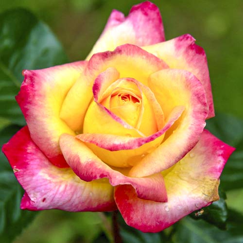 Rózsa teahibrid Orient Express kép 1 termék 6240