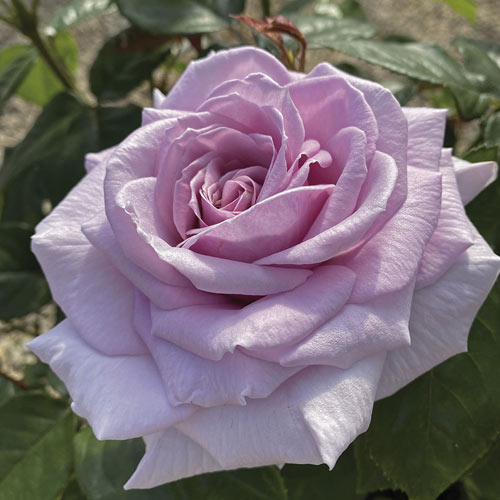 Rózsa teahibrid Pacific Blue®, C5 kép 2 termék 6161