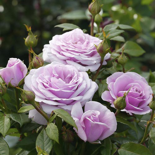 Rózsa teahibrid Pacific Blue®, C5 kép 3 termék 6161