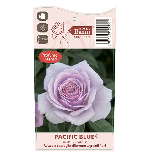 Rózsa teahibrid Pacific Blue®, C5 kép 5 termék 6161