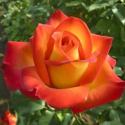 Rózsa teahibrid Prestige de Lyon kép 1 termék 6241