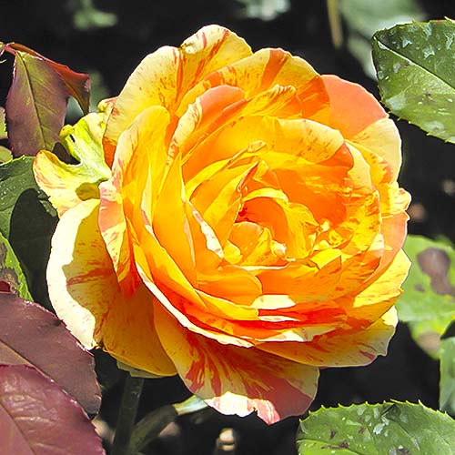 Rózsa teahibrid Rainbow Niagara termék fotó 1 Rózsa teahibrid Rainbow Niagara kép 1 termék 6242