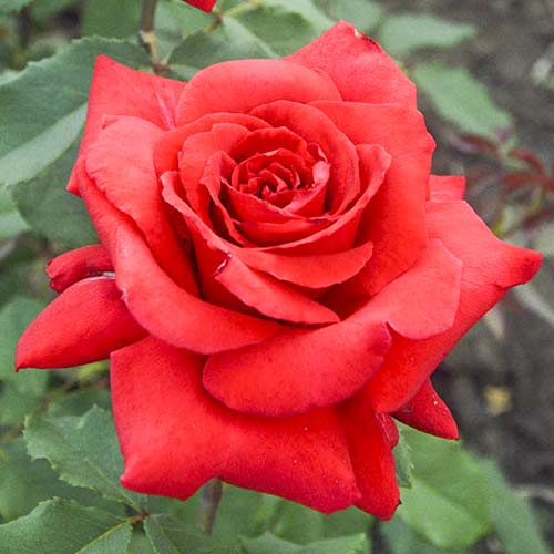 Rózsa teahibrid Red Berlin kép 1 termék 6243