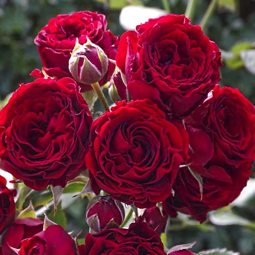 Rózsa teahibrid Red Sensation kép 1 termék 6244