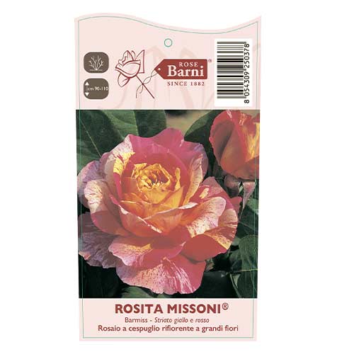 Rózsa teahibrid Rosita Missoni®, C5 kép 4 termék 6163