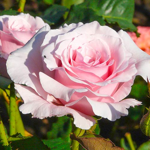 Rózsa teahibris Light Pink termék fotó 1 Rózsa teahibris Light Pink kép 1 termék 5886