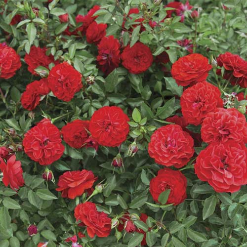 Rózsa mini Big Bang®, C5 kép 1 termék 5552