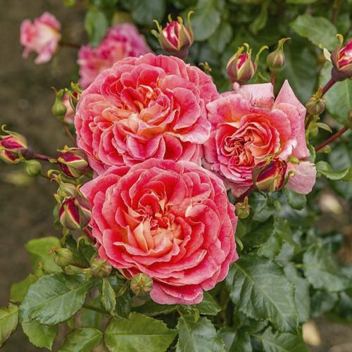 Rózsa floribunda Designer Sunset®, C3 kép 1 termék 4984