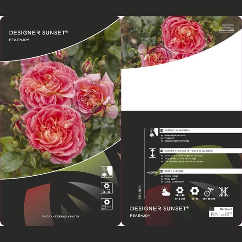Rózsa floribunda Designer Sunset®, C3 kép 2 termék 4984