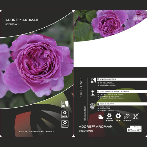Rózsa floribunda Adore Aroma®, С3 termék fotó 3 Rózsa floribunda Adore Aroma®, С3 kép 3 termék 2065