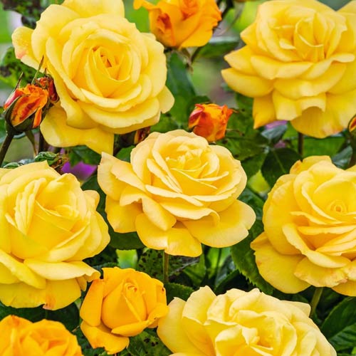 Rózsa teahibrid Arthur Bell kép 1 termék 2188