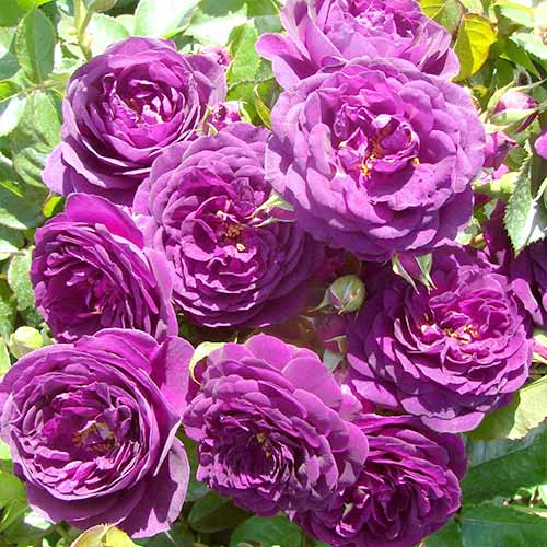 Rózsa floribunda Blue & Violet, root ball kép 1 termék 3607