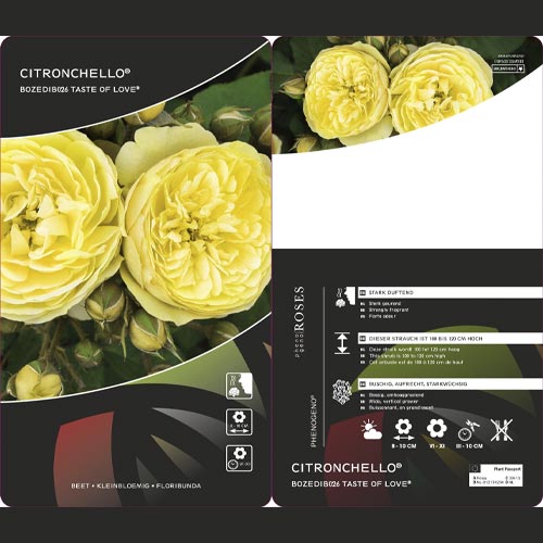 Rózsa floribunda Citronchello™, С3 kép 2 termék 5821