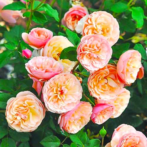 Rózsák floribunda Eveline Wild termék fotó 1 Rózsák floribunda Eveline Wild kép 1 termék 4995