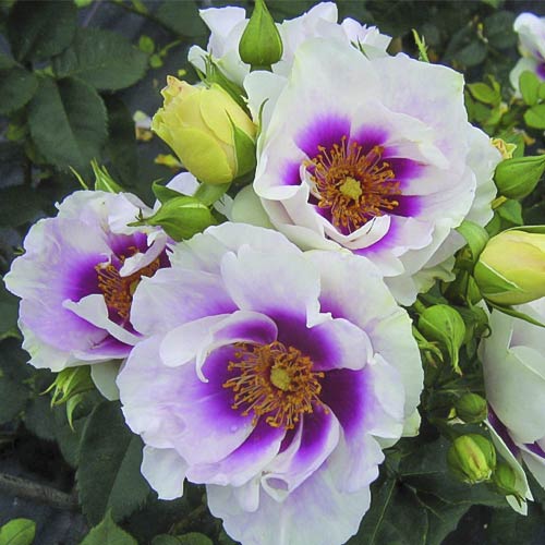 Rózsa floribunda Eyes for You®, C5 kép 2 termék 5507